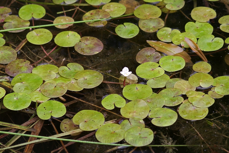 Hydrocharis morsus-ranae.JPG